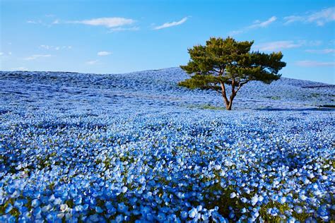 ネモフィラ 熊本: 花と都市の共生を考える